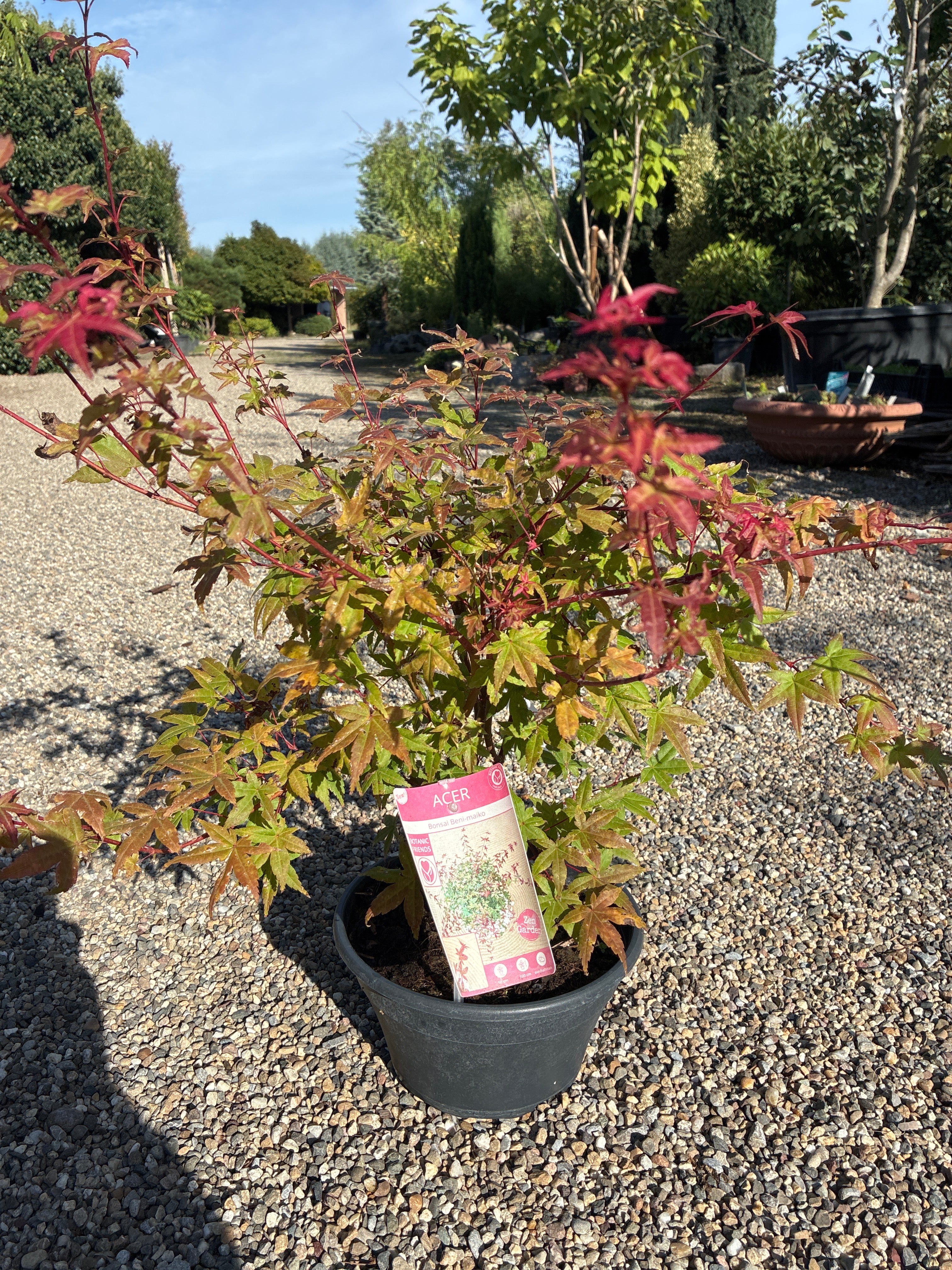 Fächerahorn Mini Bonsai / Acer palmatum 'Beni-maiko'